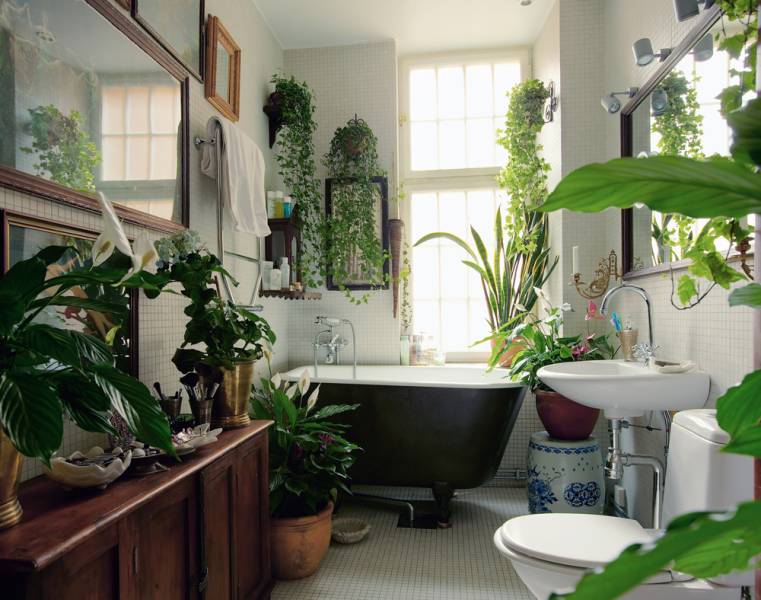 Softening Effects with Indoor Plants